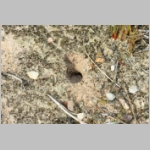 Ammophila sabulosa - Sandwespe 65a leeres ersten Nest -Sandgrube-Niedringhaussee.jpg